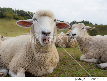 羊 群れで休む 羊 群れで休む 12855093