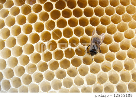 bee fills honeycombs bee fills honeycombs 12855109
