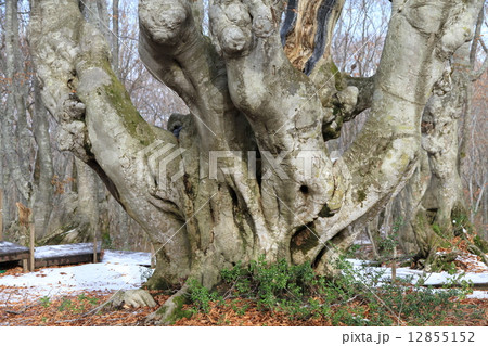 ブナ巨木 12855152