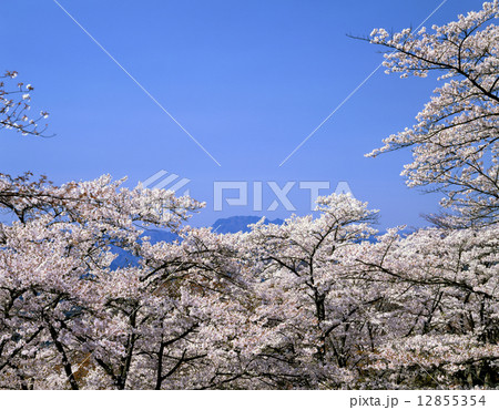 美の山公園の桜 12855354