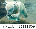 のんほいパーク 水中に飛び込む白クマ 12855609