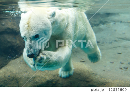 のんほいパーク 水中に飛び込む白クマ 12855609