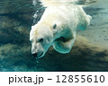 のんほいパーク 水中に飛び込む白クマ 12855610