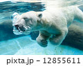 のんほいパーク 水中に飛び込む白クマ 12855611