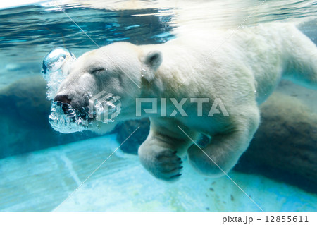 のんほいパーク 水中に飛び込む白クマ 12855611