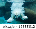 のんほいパーク 水中に飛び込む白クマ 12855612