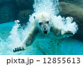 のんほいパーク 水中に飛び込む白クマ 12855613