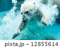 のんほいパーク 水中に飛び込む白クマ 12855614