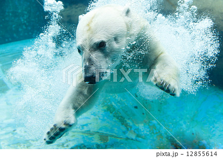 のんほいパーク 水中に飛び込む白クマ 12855614