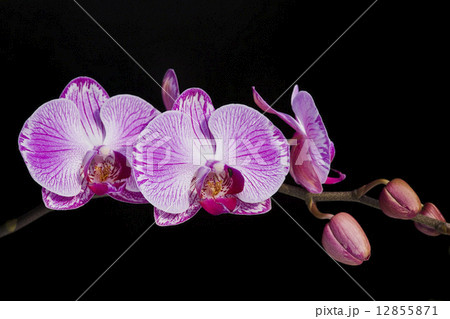 気高さ 花 フラワー 12855871