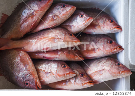 釣り フィッシング 魚釣り 12855874