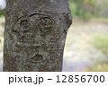 サル顔 12856700
