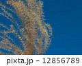 すすきと青 12856789