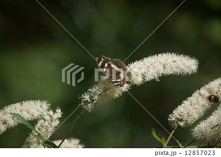 サラシナショウマの蜜を吸うメスグロヒョウモンの雌 12857023