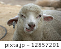 羊の顔 12857291