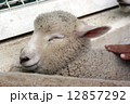 羊の顔 12857292