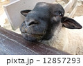 羊の顔 12857293