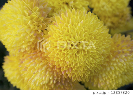 野菊 −黄色のポンポン菊− 野菊 −黄色のポンポン菊− 12857320