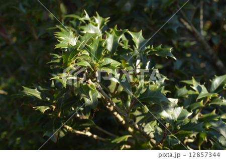 ヒイラギ 12857344
