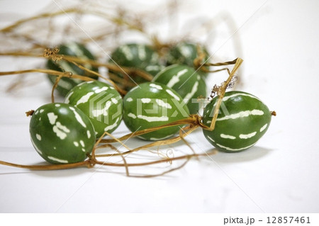 琉球雀瓜 12857461