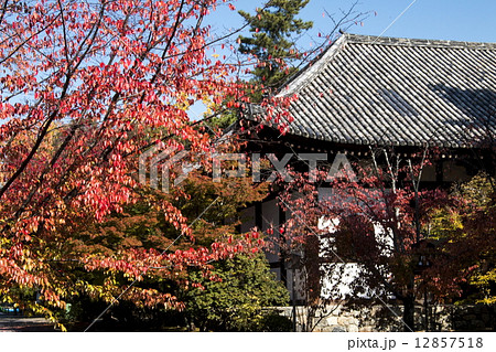 広隆寺の紅葉 12857518