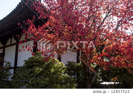 広隆寺の紅葉 12857522