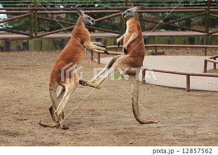 カンガルーの喧嘩 12857562