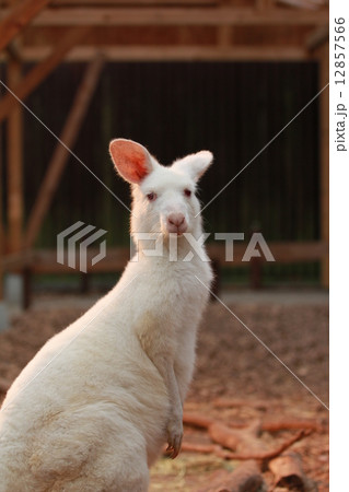 シロカンガルー 12857566