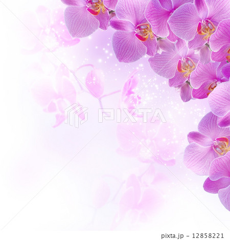 Orchids 12858221