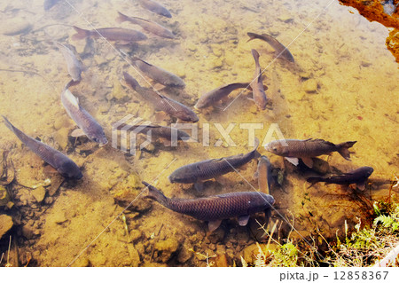 松尾池の鯉 12858367