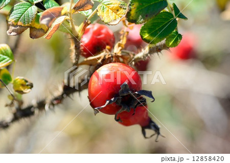 ハマナスの実 12858420