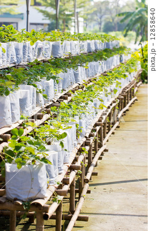 Strawberry plantation. 12858640