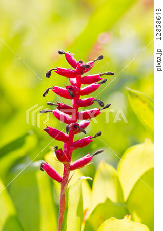 Red aechmea apocalyptica gamesopela bromeliad flowers. 12858643