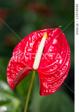 Anthurium/Flamingo flowers. Anthurium/Flamingo flowers. 12858686