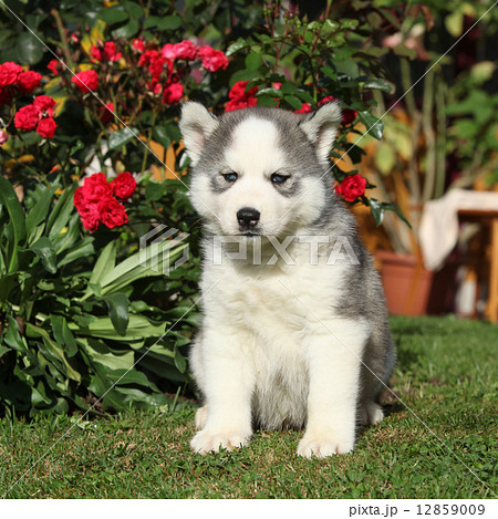 Beautiful puppy of siberian husky in the garden Beautiful puppy of siberian husky in the garden 12859009