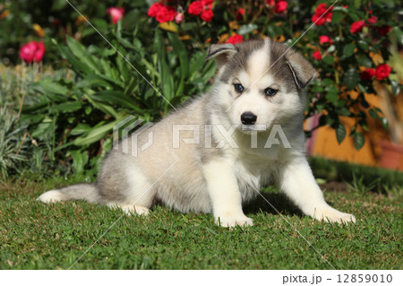 Amazing puppy of siberian husky sitting in the garden Amazing puppy of siberian husky sitting in the garden 12859010