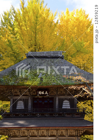 光徳寺の山門と大イチョウ 12859219