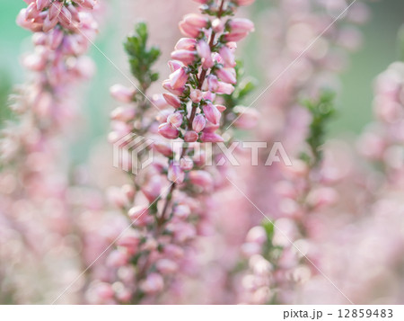 可愛いピンクのカルーナ 可愛いピンクのカルーナ 12859483