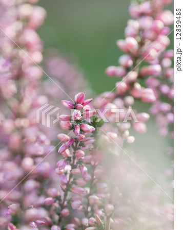 可愛いピンクのカルーナ 可愛いピンクのカルーナ 12859485