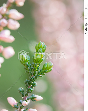 可愛いピンクのカルーナ 可愛いピンクのカルーナ 12859486