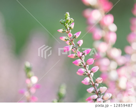 可愛いピンクのカルーナ 可愛いピンクのカルーナ 12859487