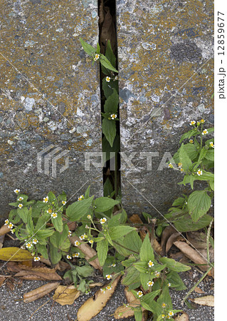 ハキダメギク ハキダメギク 12859677