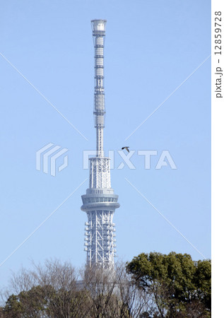 スカイツリー 12859728
