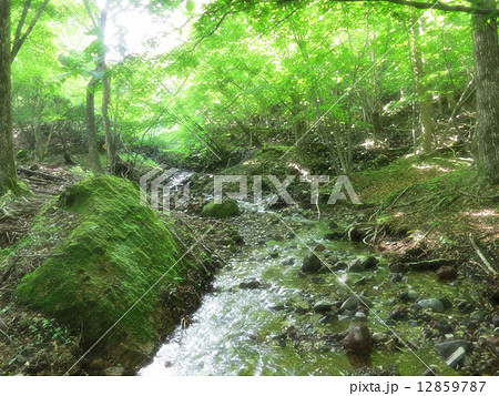 庚申山の緑の山道(加工 1) 庚申山の緑の山道(加工 1) 12859787