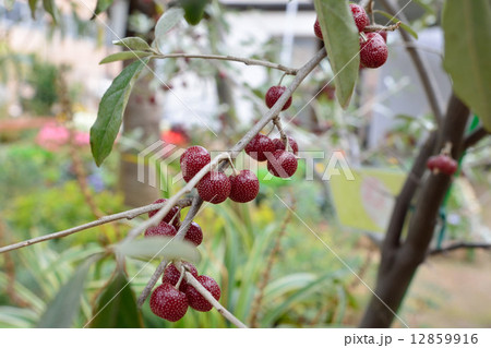 ロシアンオリーブ 12859916