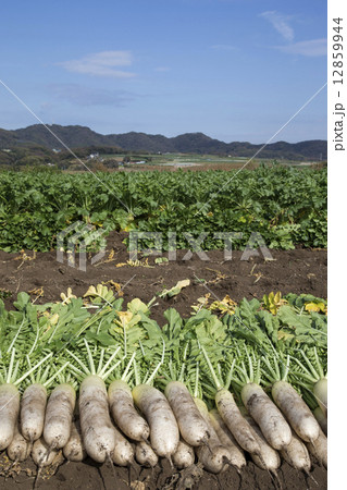 大根の収穫 大根の収穫 12859944