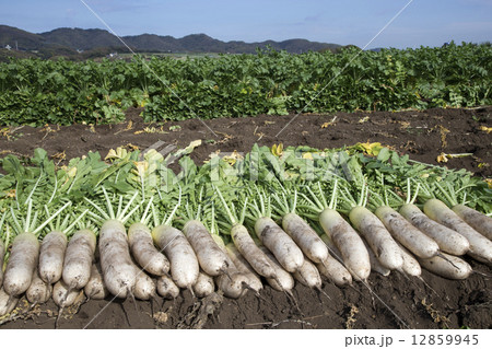 大根の収穫 大根の収穫 12859945
