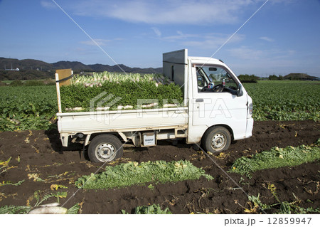 大根の収穫 12859947