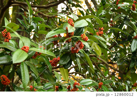 樹木・タラヨウ モチノキ科 樹木・タラヨウ モチノキ科 12860012