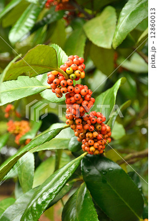 樹木・タラヨウ モチノキ科 樹木・タラヨウ モチノキ科 12860013